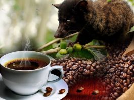 the most expensive coffee in the world