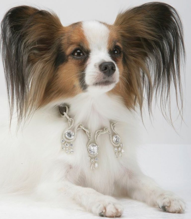 The Most Expensive Dog Collar in the World - iBloogi