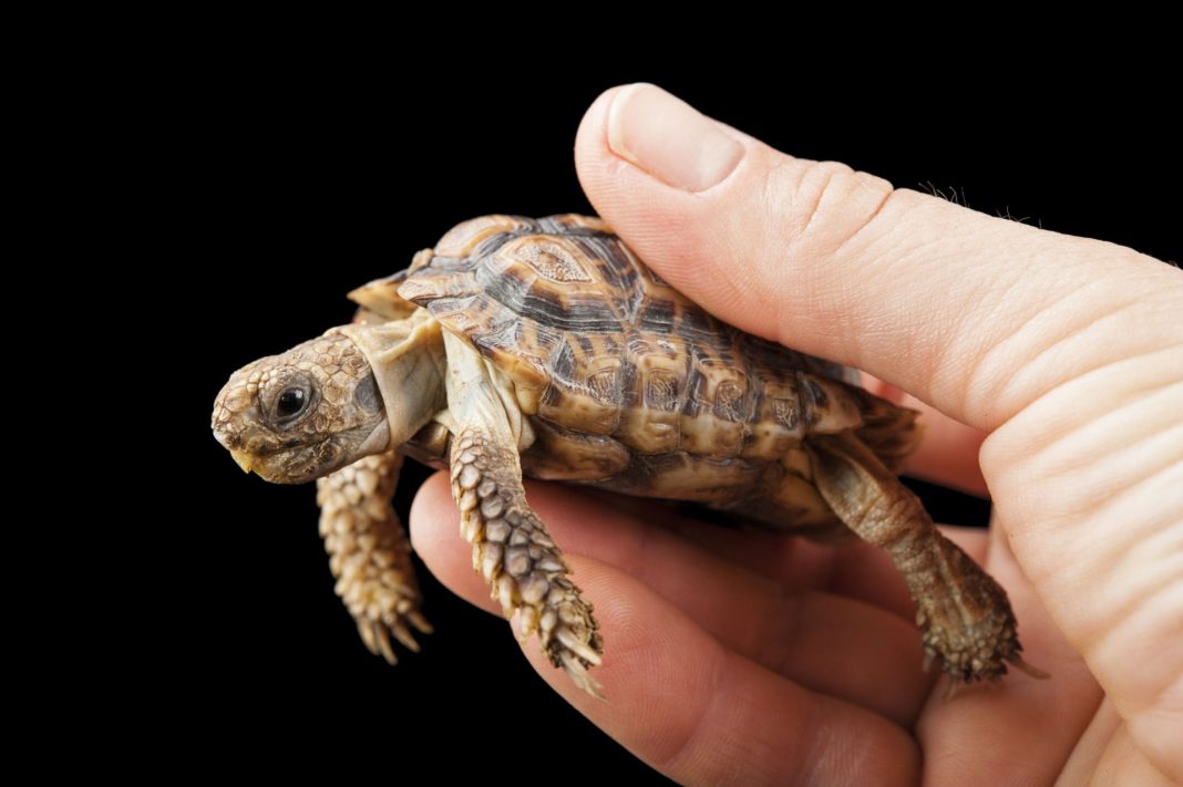 The Smallest Tortoise in the World