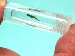 The Smallest Fish in the World