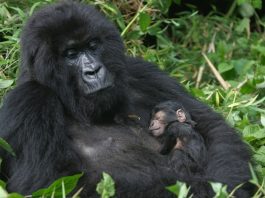 mountain gorilla in Africa