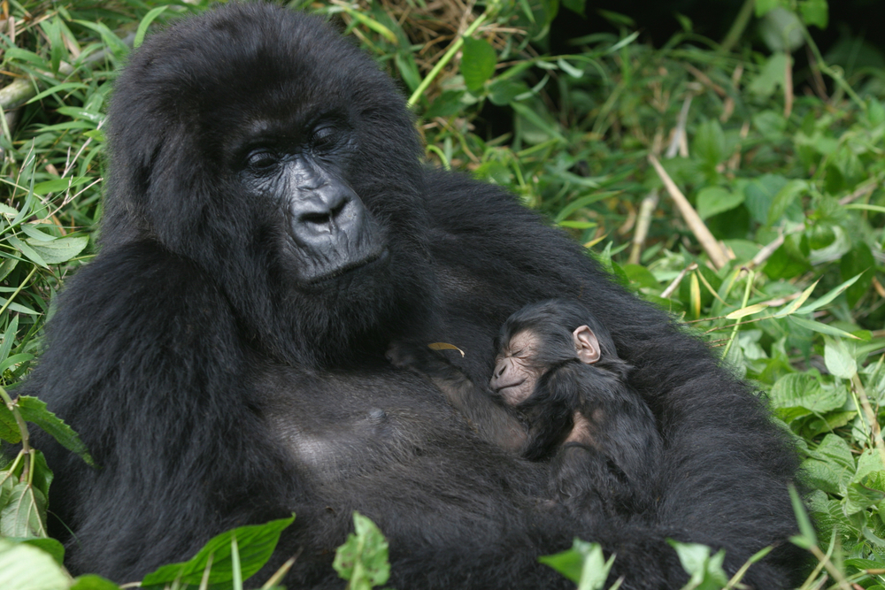 mountain gorilla in Africa