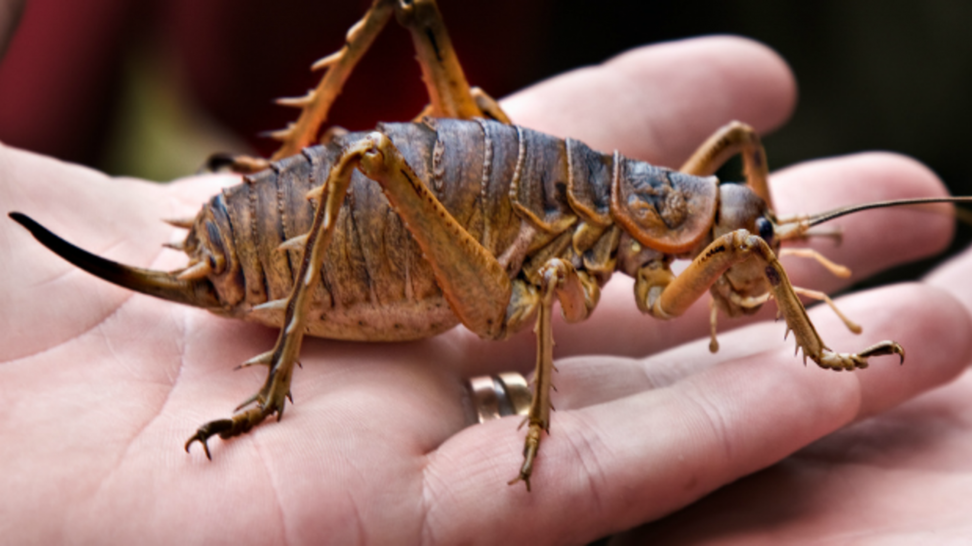 The Largest Insect in the World iBloogi