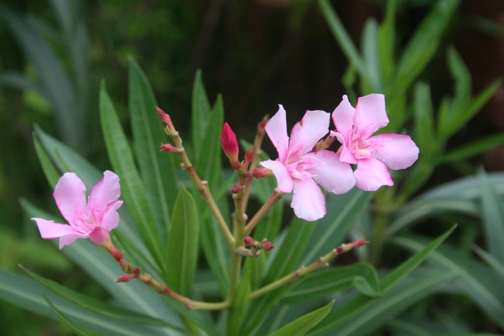 The Most Poisonous Plant in the World - iBloogi