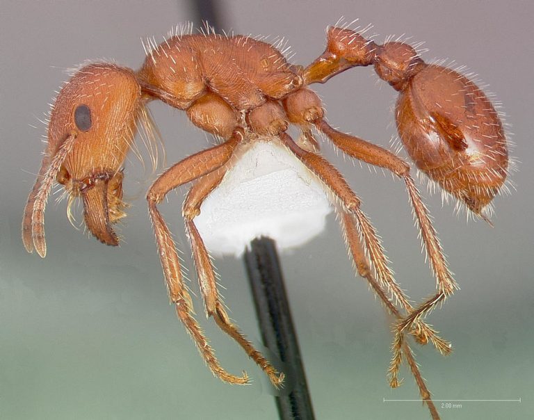 the-most-venomous-insect-in-the-world-ibloogi