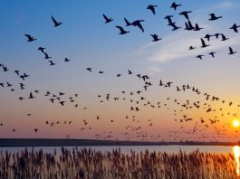 The Longest Bird Migration in the World