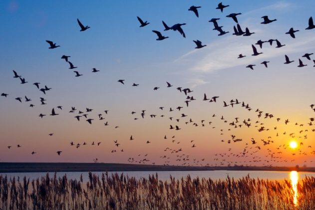 The Longest Bird Migration in the World - iBloogi