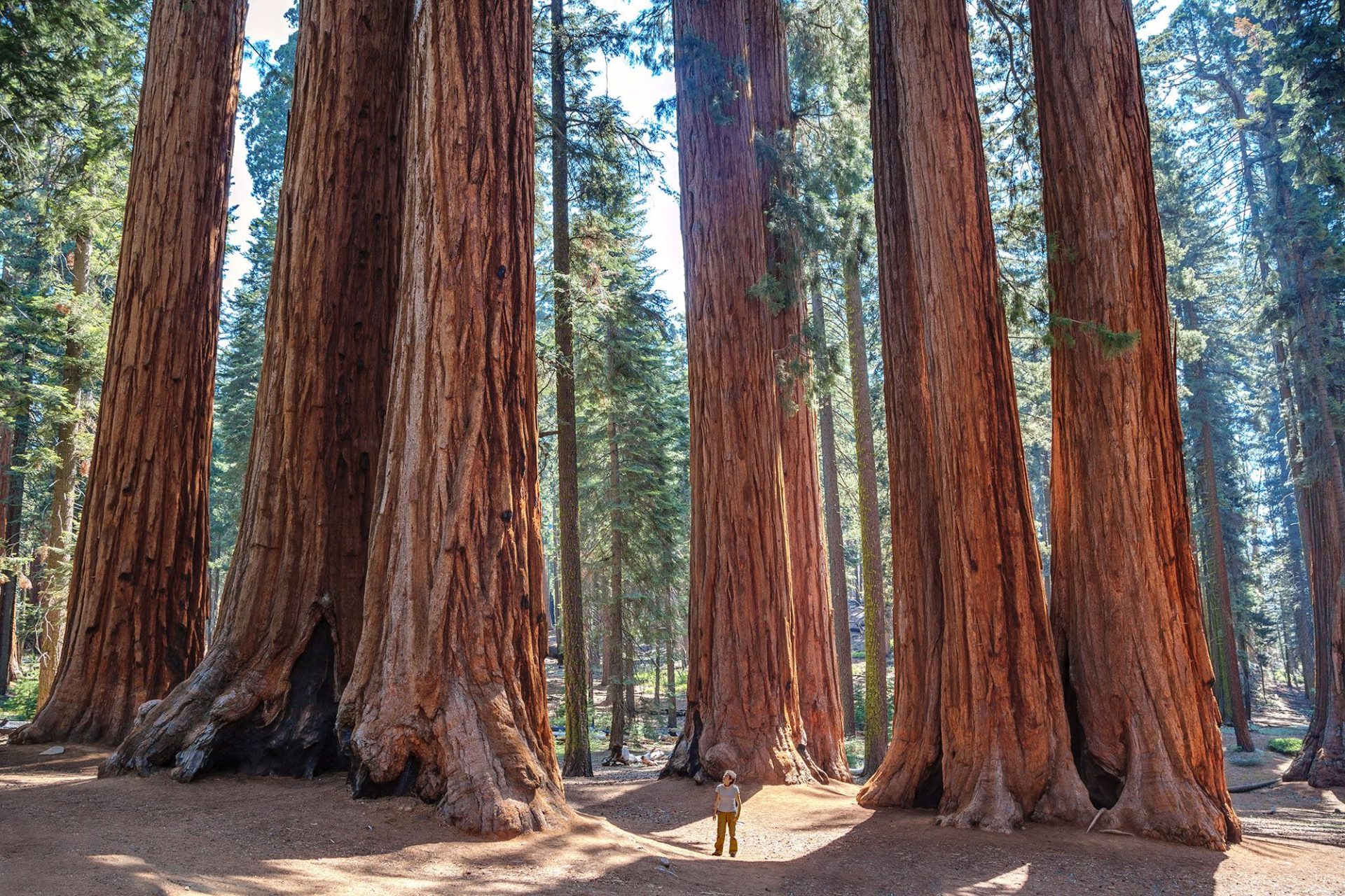 The Tallest Tree in the World iBloogi