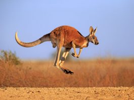 Largest Kangaroo in the World