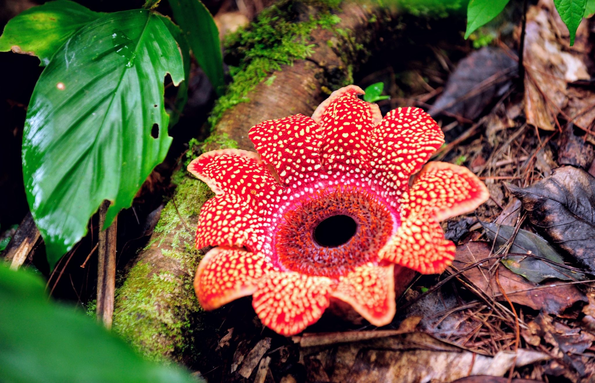 the-biggest-flower-in-the-world-ibloogi