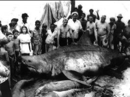 Biggest Great White Shark