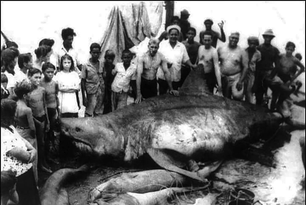 Biggest Great White Shark